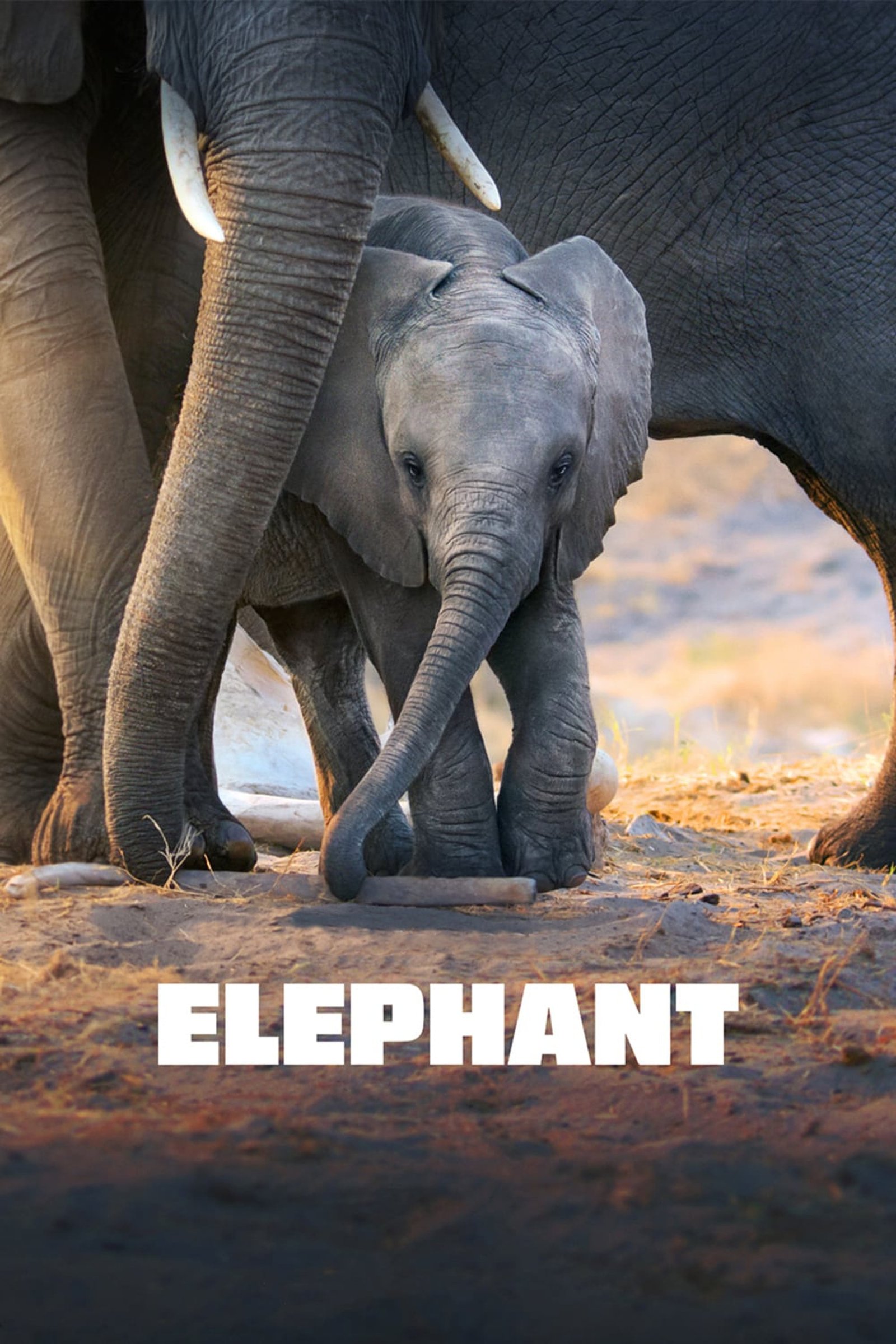 Poster for the movie "Elephant"