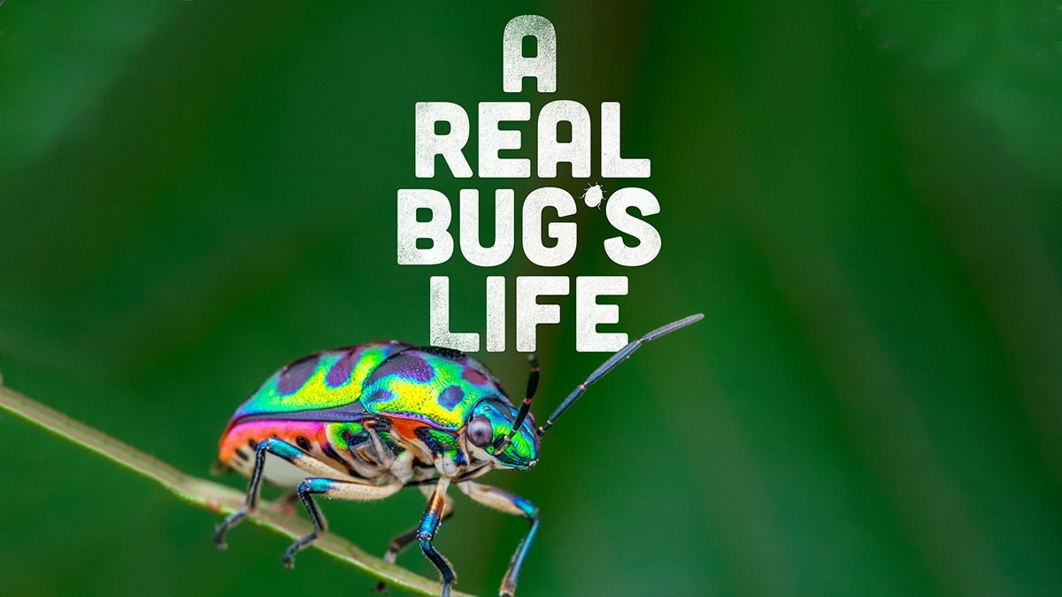 A Real Bug’s Life Season 1