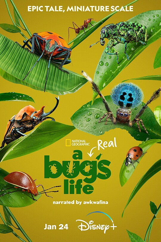 A Real Bug's Life – Season 1