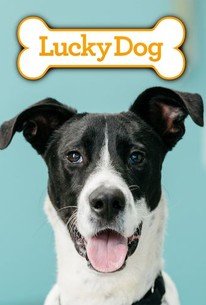 Lucky Dog â€“ Season 11, Episode 22 Release Date & Time, Cast and Where to Watch ?